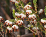 Erica cumuliflora. Closer.