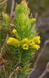 Erica viscaria subsp. macrosepala