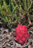 Hyobanche sanguinea.jpg