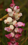 Lachenalia peersii. Close-up.