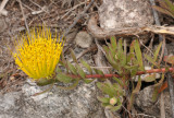 Leucospermum gracile