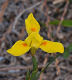 Mooraea sp. Close-up.