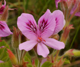 Pelargonium cucullatum. Close-up.