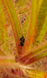 Roridula gorgonias with bug. Closer.