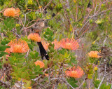Sugarbird on Leucospermum cordifolium.