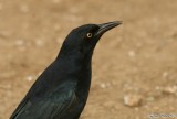 Quiscale noir<br>Great Antillian Grackle<br>Cayo Coco<br>19 septembre 2012