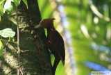 Pic roux<br>Chestnut-colored Woodpecker<br>The Lodge at Pico Bonito, Honduras<br>13 janvier  2013 