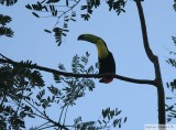 Toucan  carne<br>Keel-billed Toucan <br>Toucan  carne<br>The Lodge at Pico Bonito, Honduras<br>16 janvier  2013  