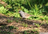Bruant  couronne blanche<br>White-crowned Sparrow<br>Dunany<br>11 mai 2012