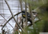 Paruline  croupion jaune<br>Yellow-rumped Warbler<br>Dunany<br>21 avril 2012
