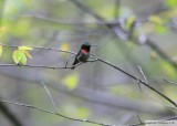 Colibri  gorge rubis<br>Ruby-throated Hummingbird<br>Dunany<br>12 mai 2012
