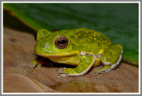 Barking Treefrog (Hyla gratiosa)