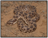 Dusty Hognose Snake (Heterodon nasicus gloydi)