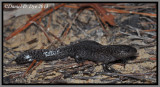 Mole Salamander (Ambystoma talpoideum)