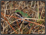 Ornate Chorus Frog (Pseudacris ornata)