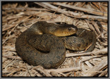 Florida Green Water Snake (Nerodia floridana)