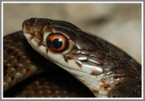 Everglades Racer (Coluber constrictor paludicola)