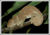 Oustalets Chameleon (Furcifer oustaleti)