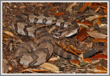 Canebrake Rattlesnake (Crotalus horridus atricaudatus)