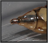 Horse Fly Larva (Tabanus sp.)