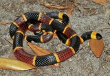 Eastern Coral Snake (Micrurus fulvius fulvius)