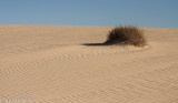 Alone on the Dune