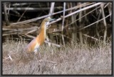 Squacco Heron