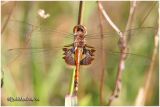 Red Saddlebags - PA STATE RECORD