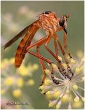 Hanging Thieves Robberfly