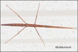  Northern Walking Stick-Female likely