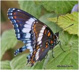 White AdmiralLimenitis arthemis arthemis