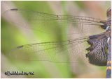 Black Saddlebags