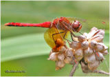 Band-Winged Meadowhawk-Male
