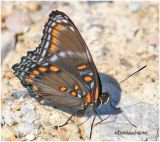 <H5><BIG>White Admiral/Red Spotted Purple Hybrid</H5></BIG>