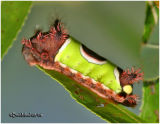 <h5><big>Saddleback Caterpillar Moth<BR></big><em>Acharia stimulea #4700</h5></em>