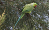 Rose-Ringed-Parakeet_13-12-2012 (6).JPG