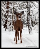 Young White Tail Deer