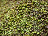 new moss.JPG