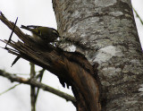 Golden-crowned Kinglet