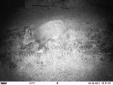 Sanglier