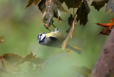 Blaumeise / Blue Tit