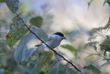 Sumpfmeise / Marsh Tit