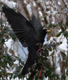 Alpendohle / Alpine Chough 