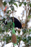 Alpendohle / Alpine Chough 