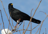 Alpendohle / Alpine Chough 