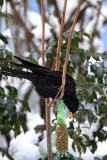 Alpendohle / Alpine Chough 