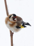 Distelfink / Goldfinch