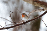 Rotkehlchen / Robin