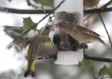Grnfinken / Greenfinches
