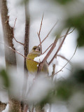 Grnfink / Greenfinch